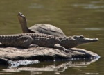 East African Serrated Mud Turtle